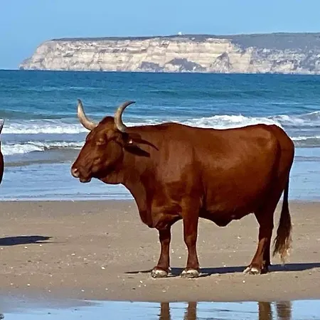 De Cine Lägenhet Barbate